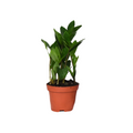 Productfoto van Zamioculcas