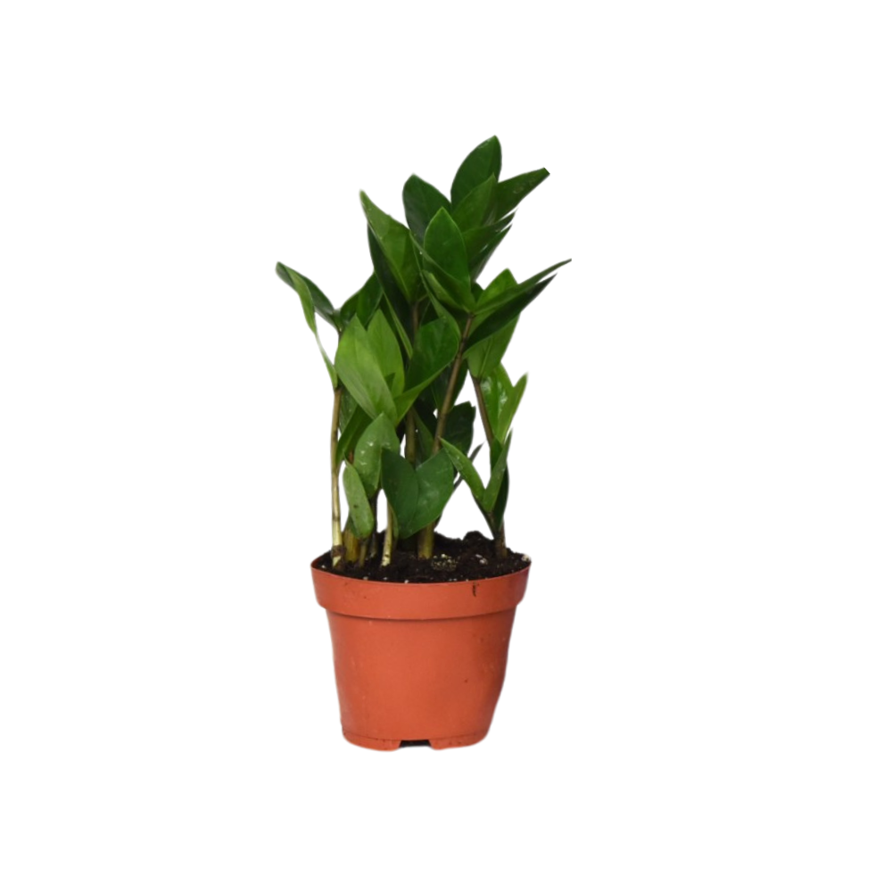 Productfoto van Zamioculcas