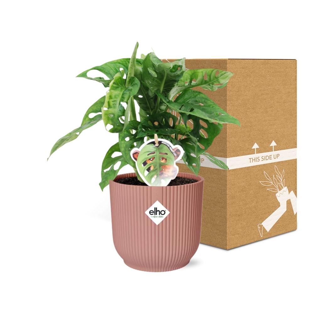 Detailfoto van Monstera ‘Monkey Leaf’ in ELHO Vibes Fold 14cm roze
