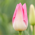 Productafbeelding van Pureplant