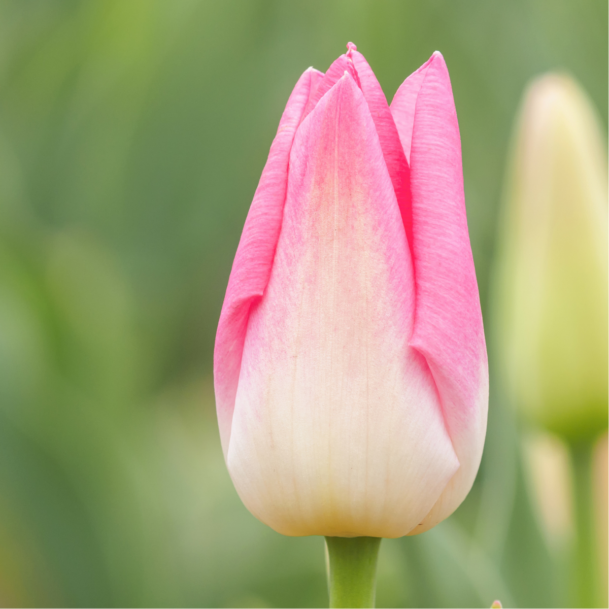 Productafbeelding van Pureplant