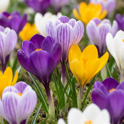 Grootbloemige krokus mix bloembollen