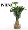 Monstera  in Cylinder glas