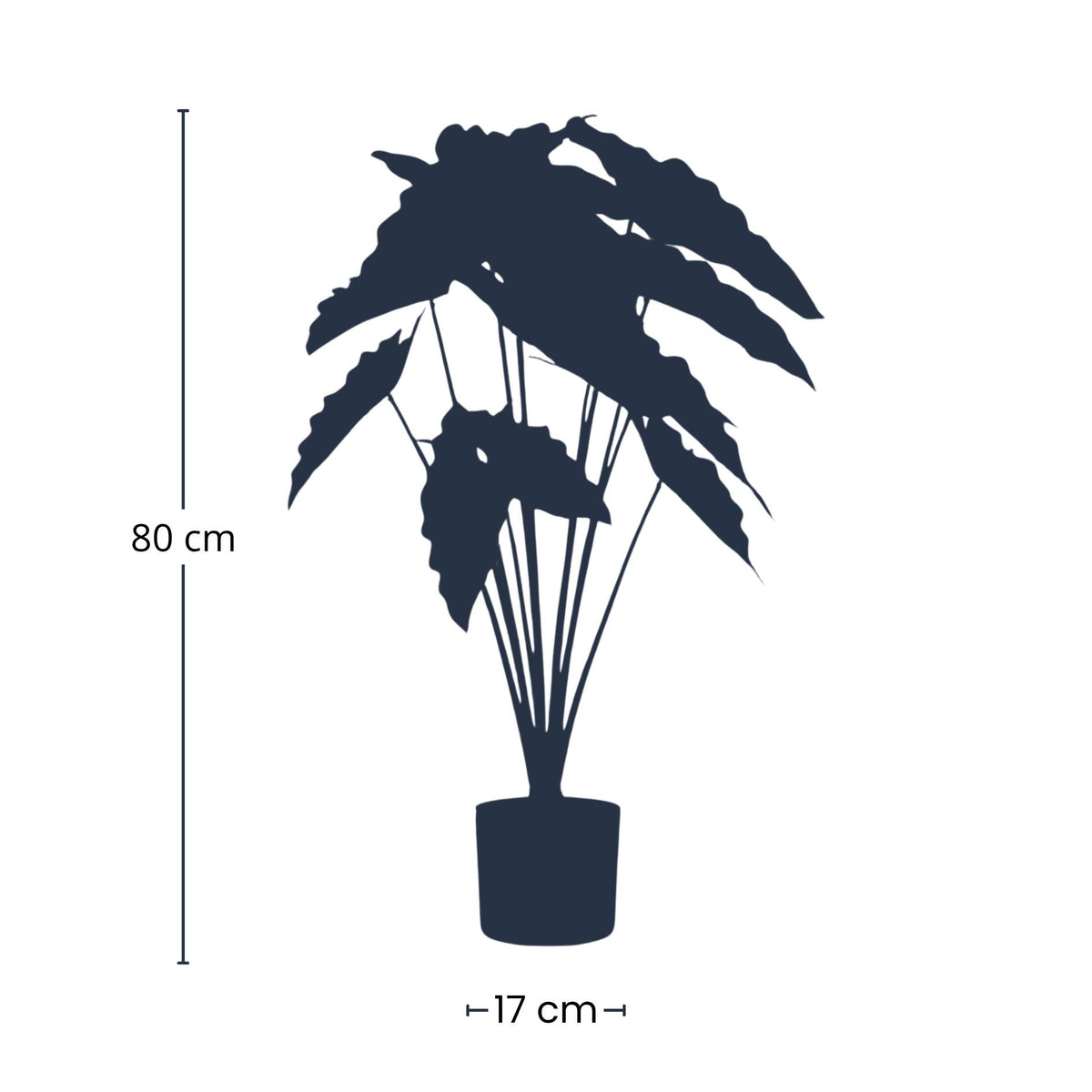 Alocasia, kenmerkend blad