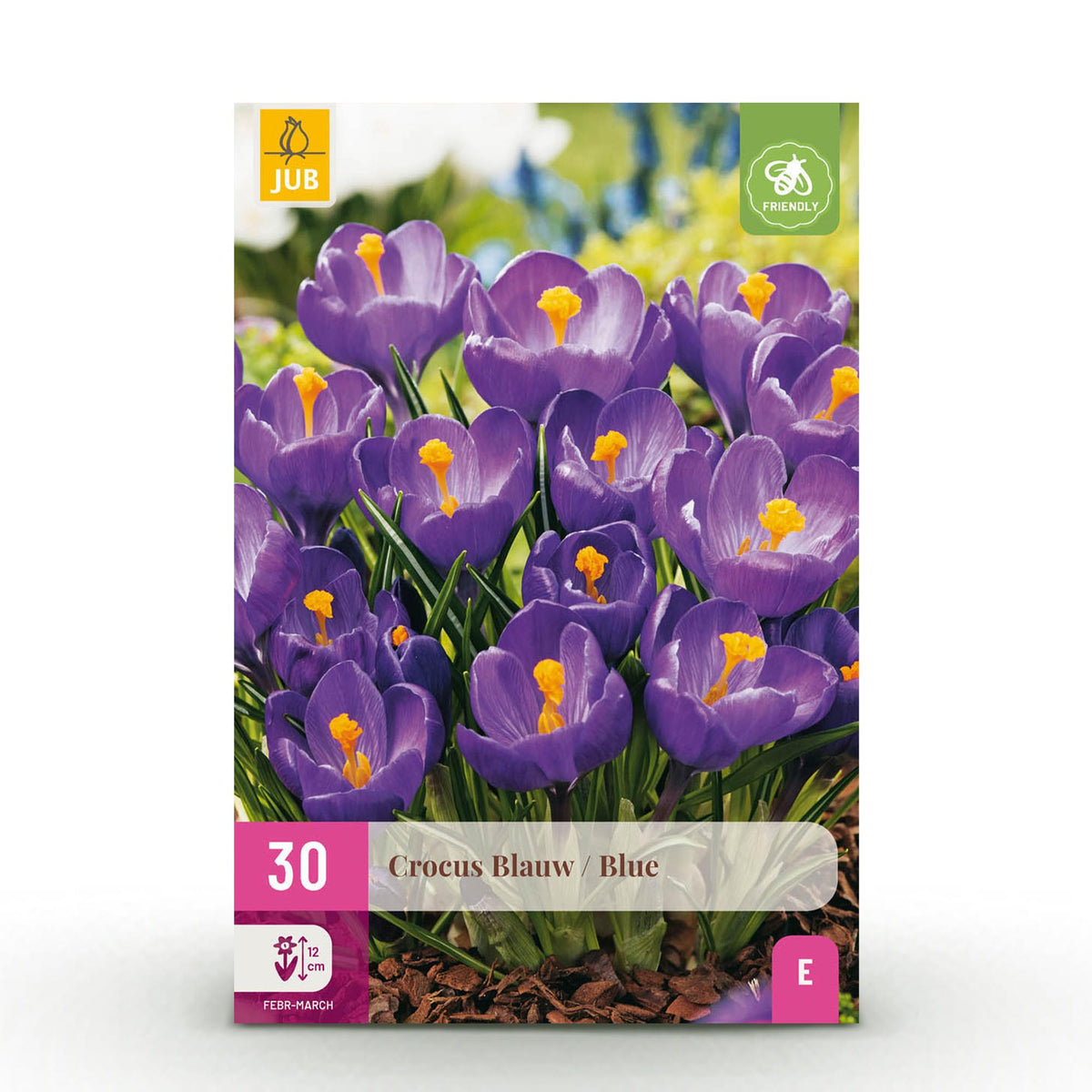 Crocus Blue, detail van het blad