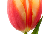 Tulpenbollen Jan Seignette – 20 Stuks Maat 11/12, groene bladeren