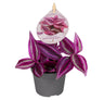 Tradescantia 'Pink Paradise', paars-roze, babyplant 6 cm