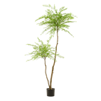 kunstplant - Sophora tree  - Honingboom, gezonde plant