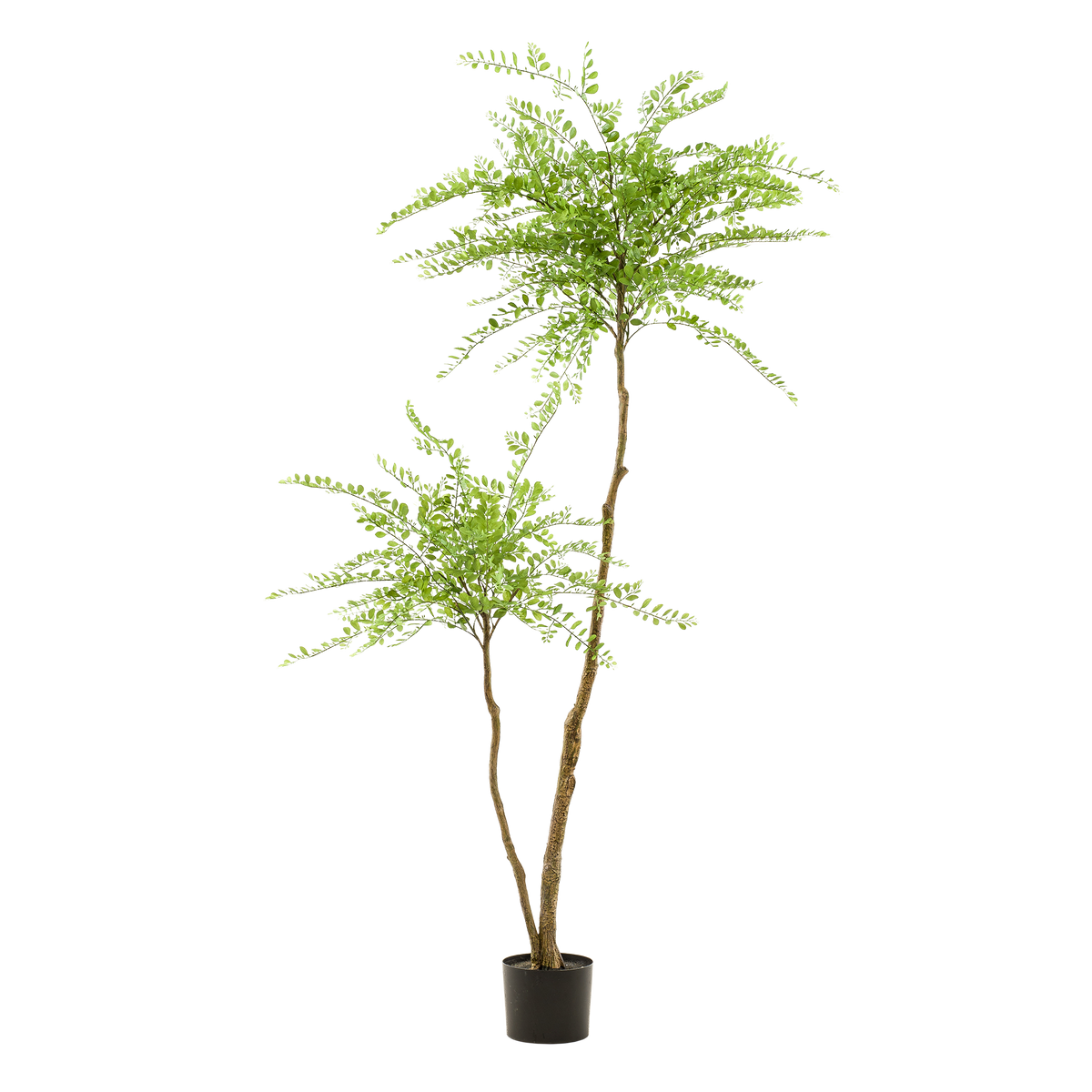 kunstplant - Sophora tree  - Honingboom, gezonde plant