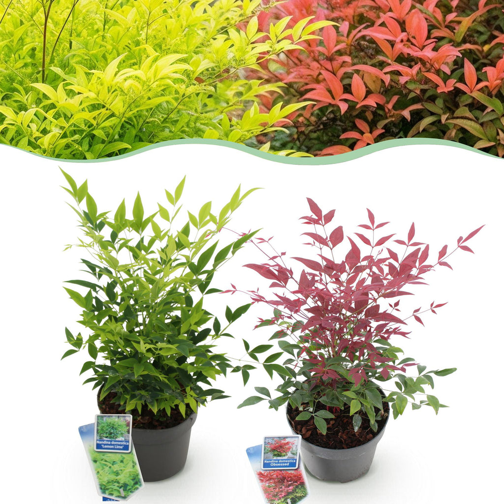 Nandina Duo, plant in pot