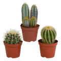 Productafbeelding van Pureplant