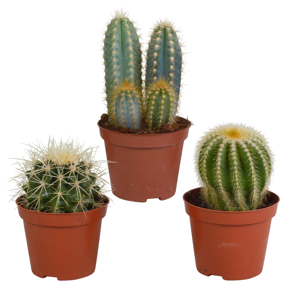 Productafbeelding van Pureplant
