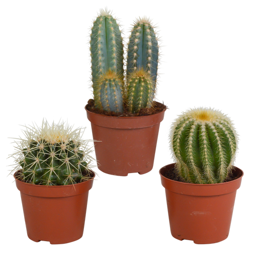 Productafbeelding van Pureplant