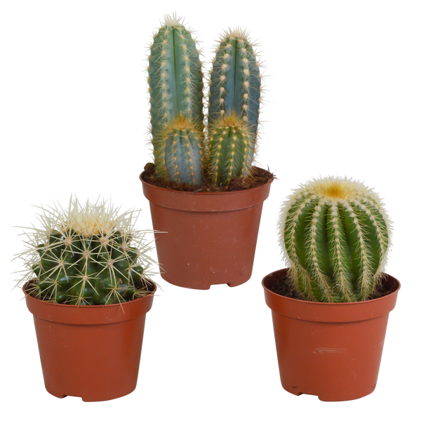 Cactus mix