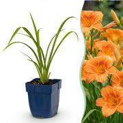 Daglelie Mauna Loa, met oranje bloemen