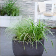 3 x Carex comans &