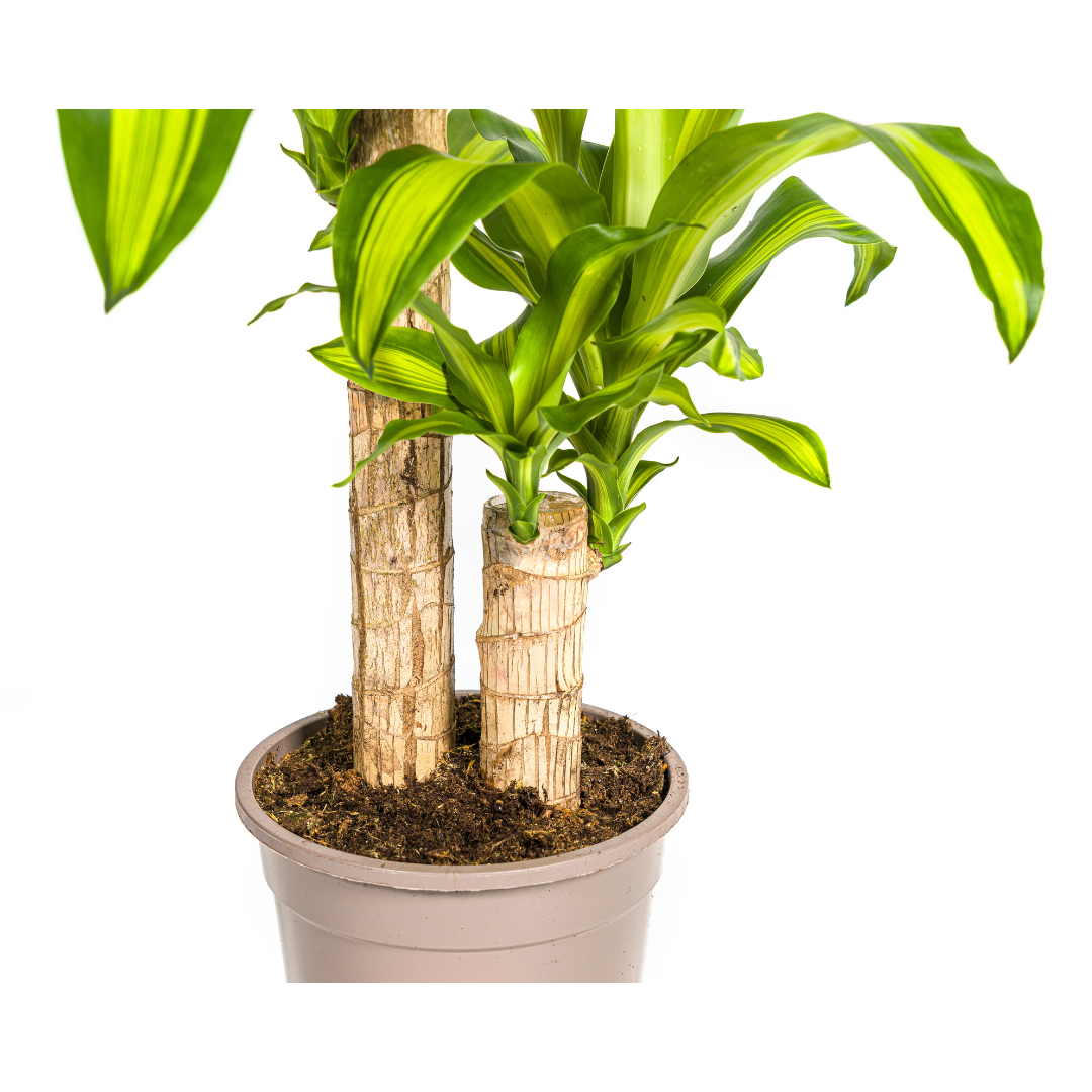 Dracaena Fragrans Massangeana, detail van het blad