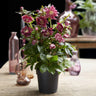 Lenten Rose