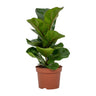 Ficus lyrata, vioolbladplant met groot blad, 30 cm hoog