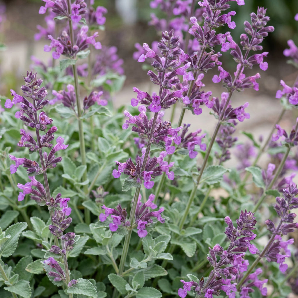 Nepeta rac. Grog - Kattenkruid - Blauw, decoratieve plant
