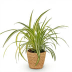 Chlorophytum comosum Variegatum met mand, groene bladeren
