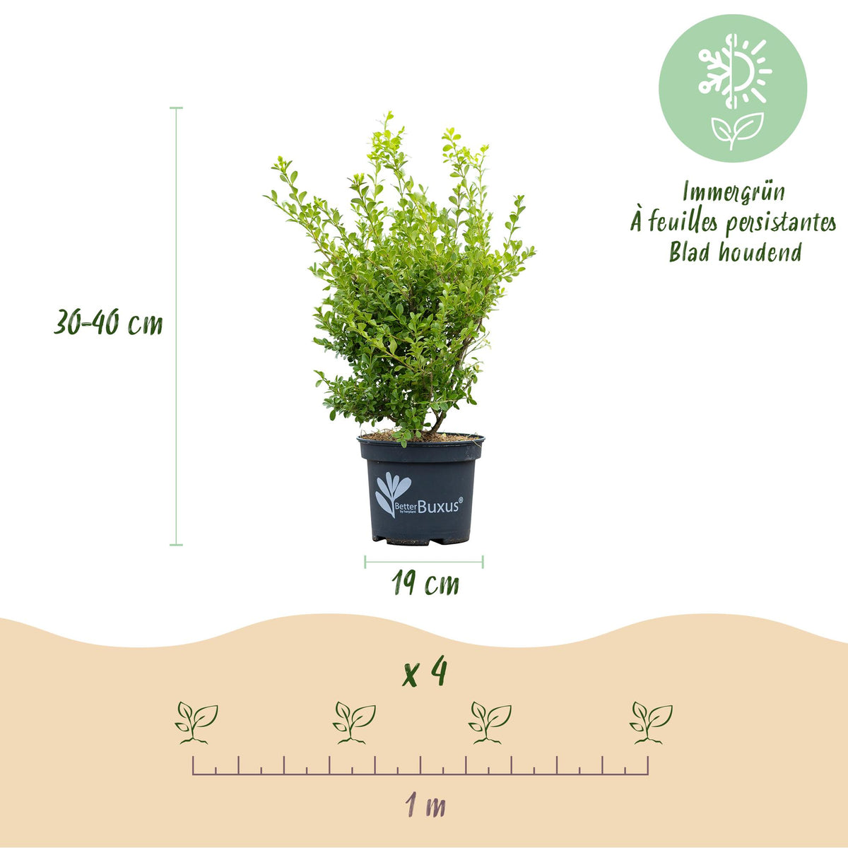 4x BetterBuxus Babylon Beauty, groene bladeren