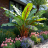 Bananen plant