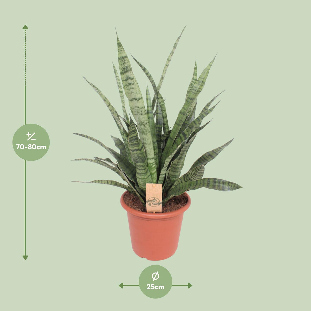 Sansevieria Diamond Green, detail van het blad