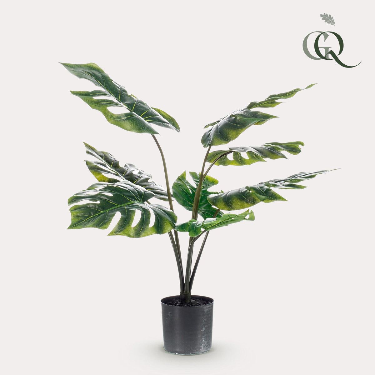 Monstera Deliciosa, detail van het blad