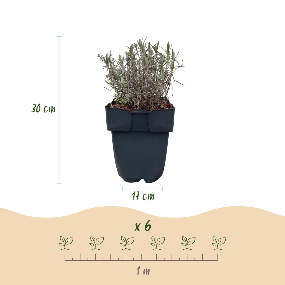 Lavandula angustifolia Hidcote, groene bladeren