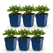 Salie nem. Sense Deepl Blue, 6x met paarse bloemen