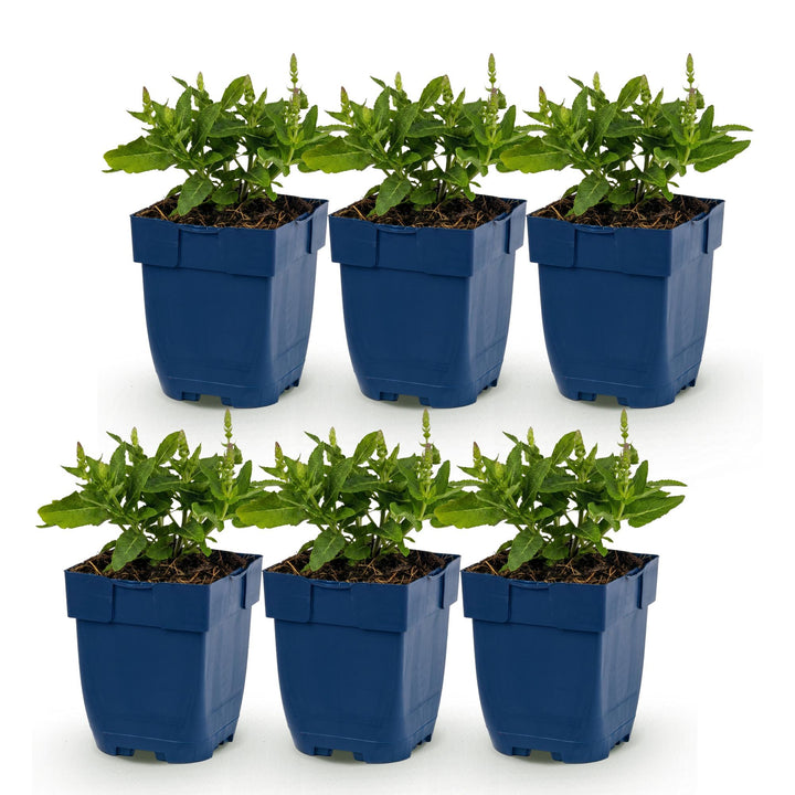 Salie nem. Sense Deepl Blue, 6x met paarse bloemen