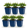 Salie nem. Sense Deepl Blue, 6x met paarse bloemen
