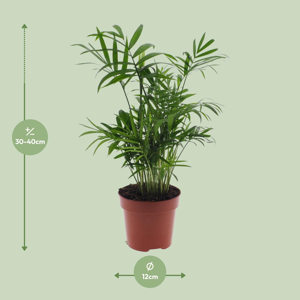 Detailfoto van Chamaedorea elegans, Mexicaanse bergpalm, 40 cm hoog