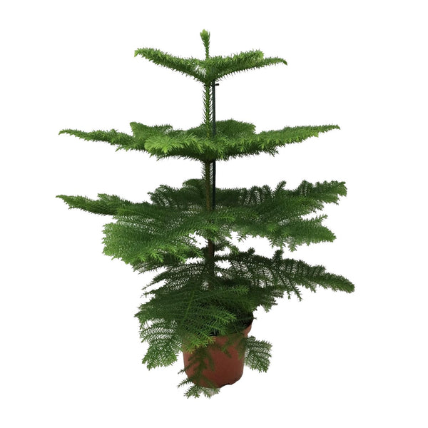 Kamerden Araucaria heterophylla, stekelige takken, 70 cm