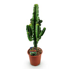 Euphorbia eritrea, 60 cm hoog, groeiwijze van de plant