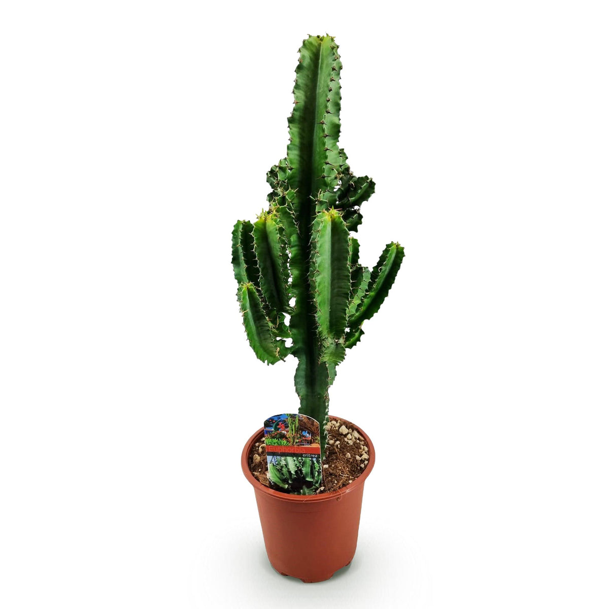 Euphorbia eritrea, 60 cm hoog, groeiwijze van de plant
