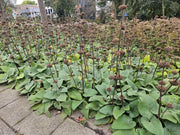 Phlomis russeliana
