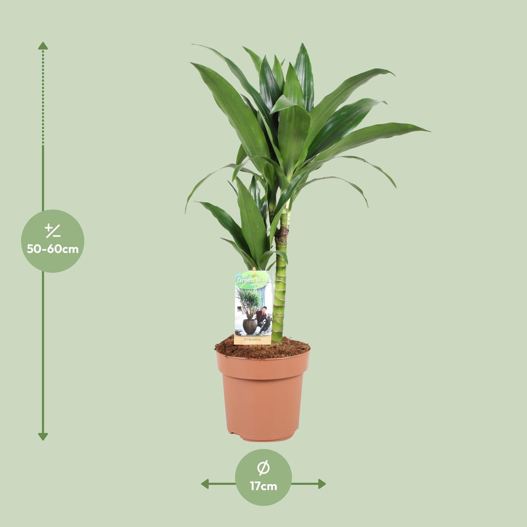 Productafbeelding van Pureplant