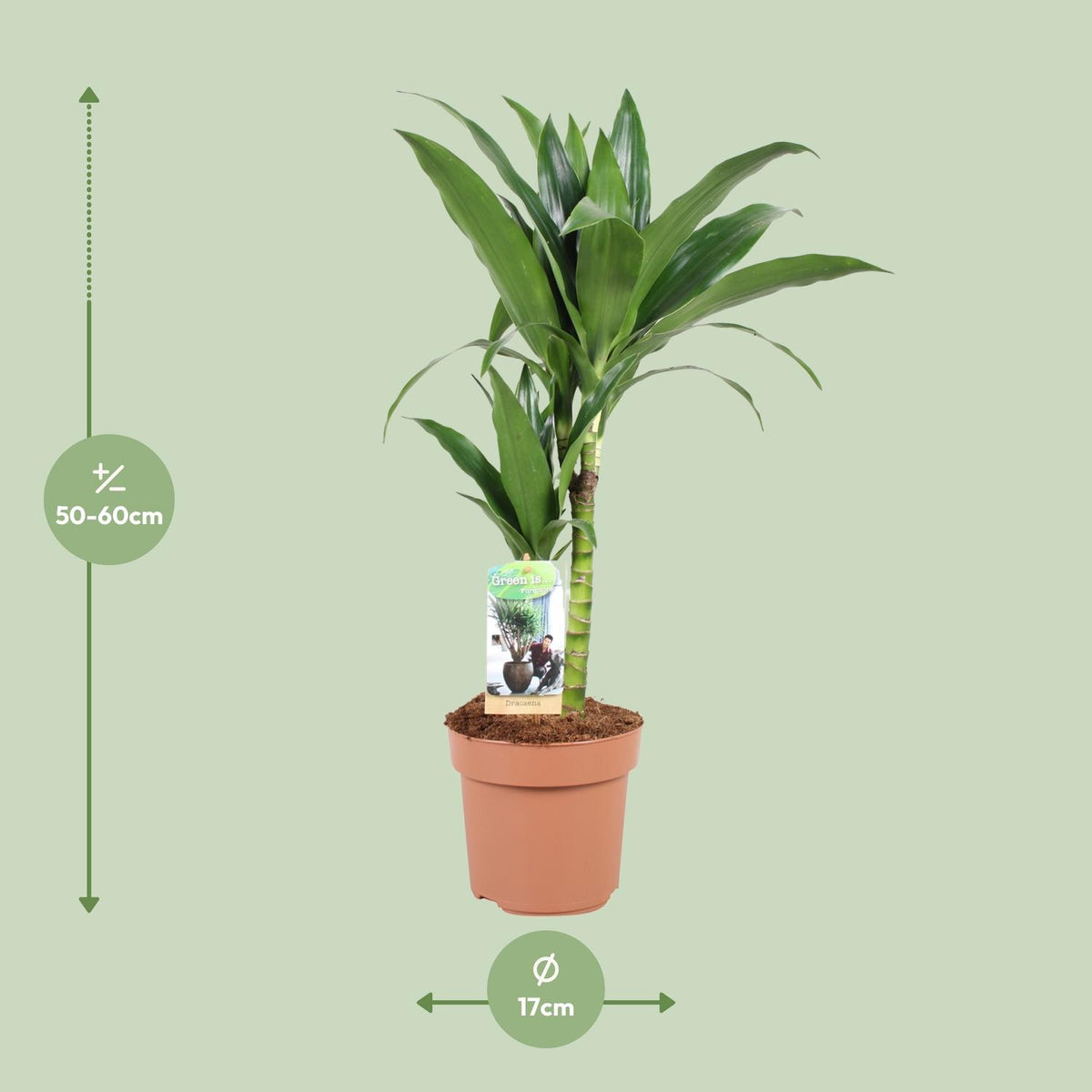 Productafbeelding van Pureplant