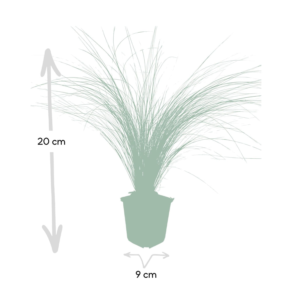 Stipa tenuissima 'Ponytails', detail van het blad