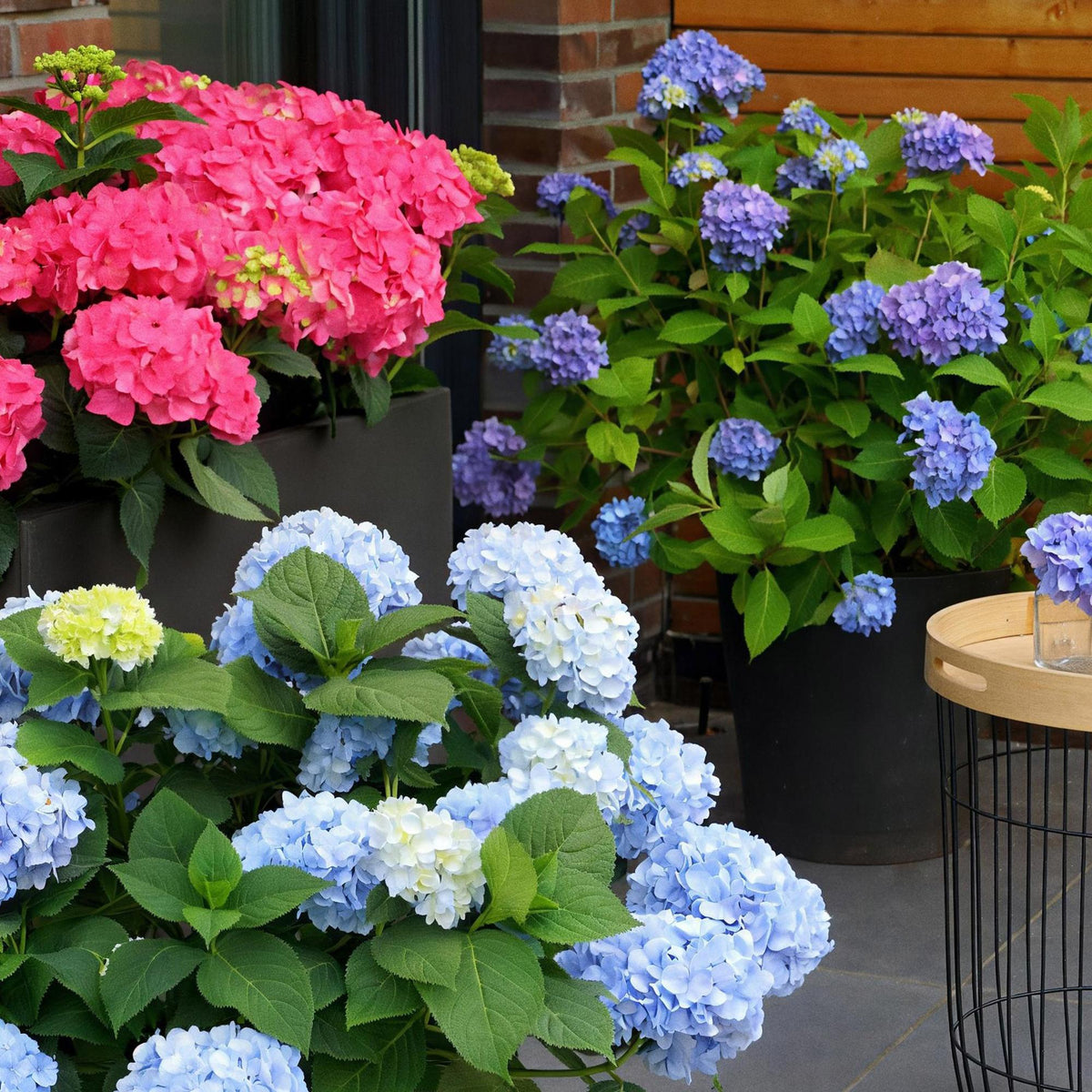 Hortensia Endless Summer The Original Blue, groene bladeren