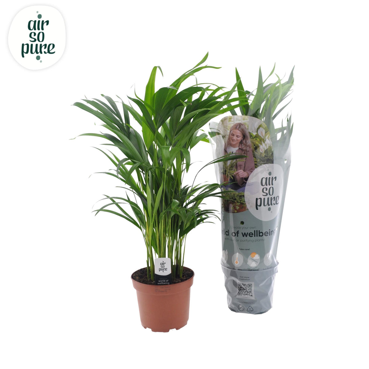 Dypsis Lutescens, plant in pot
