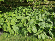 Phlomis russeliana