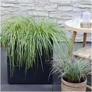 3 x Carex hachijoensis &