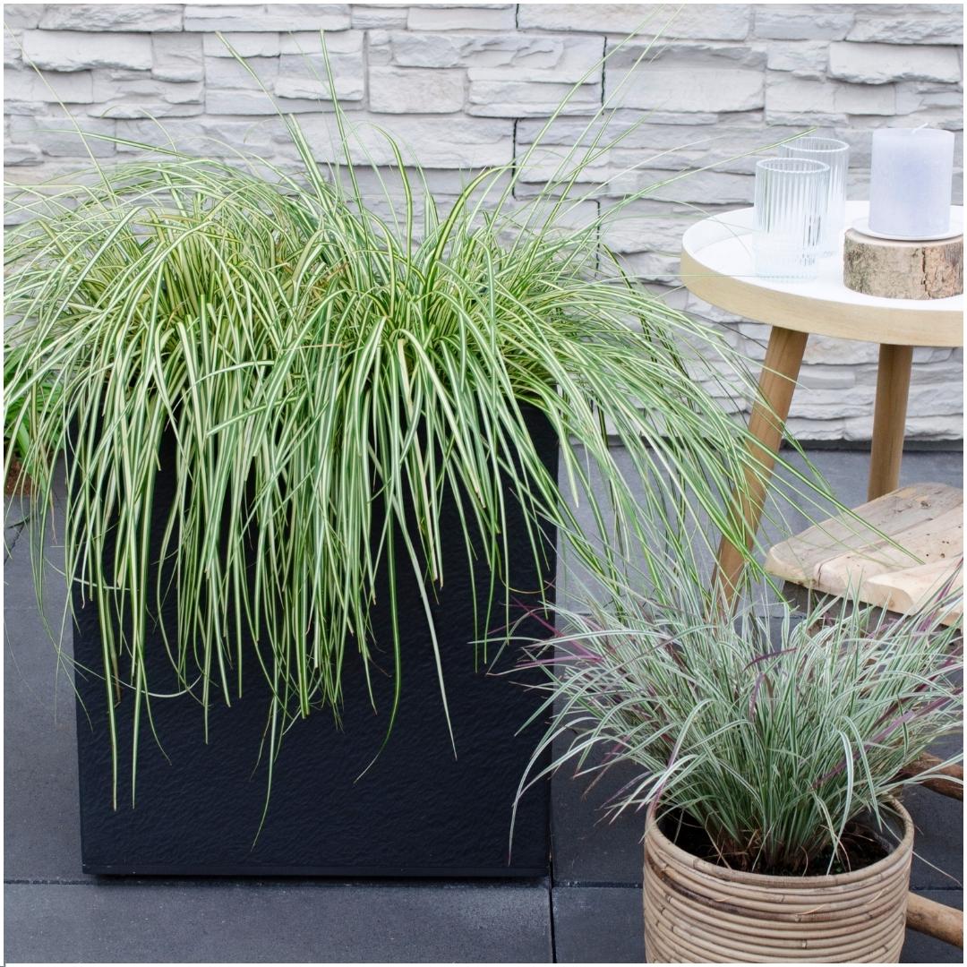 Carex hachijoensis 'Evergold', groene bladeren
