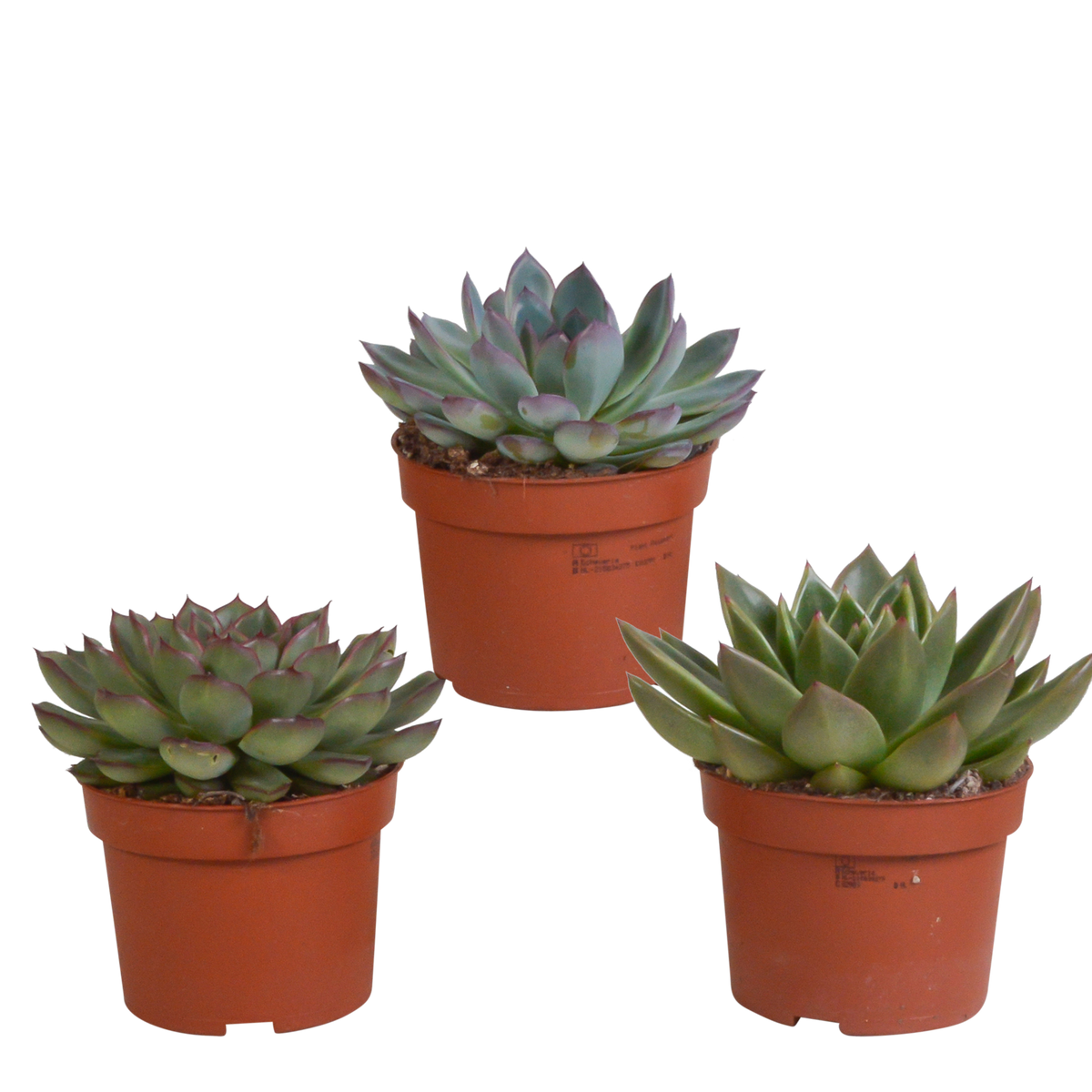 Echeveria mix, plant in pot