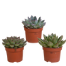 Echeveria mix