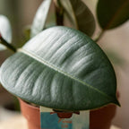 Rubberplant (Ficus Elastica Cloe), groene bladeren