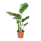 Productfoto van Strelitzia Nicolai